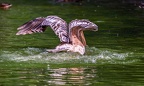 0110-gannet pelican