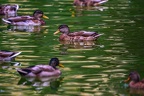 0111-ducks
