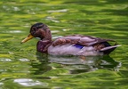 0119-ducks