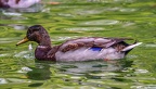 0120-ducks
