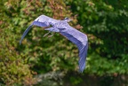 0155-gray heron
