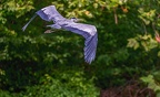 0157-gray heron