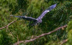 0165-gray heron