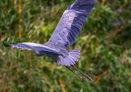 0205-gray heron
