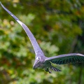 0206-gray heron