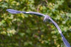 0207-gray heron