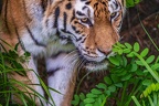 0279-siberian tiger