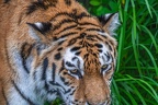 0280-siberian tiger
