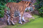 0281-siberian tiger