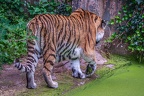 0282-siberian tiger