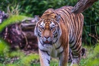 0283-siberian tiger