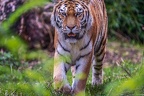 0284-siberian tiger