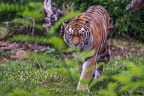 0285-siberian tiger