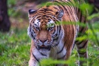 0286-siberian tiger