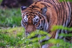 0287-siberian tiger