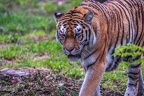 0288-siberian tiger