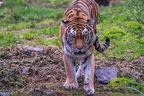 0289-siberian tiger