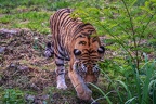 0290-siberian tiger