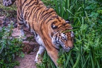 0291-siberian tiger