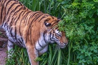 0292-siberian tiger