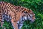 0293-siberian tiger