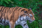 0294-siberian tiger