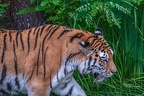 0295-siberian tiger