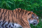 0296-siberian tiger