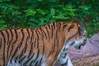 0297-siberian tiger