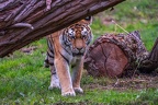 0298-siberian tiger