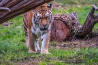0299-siberian tiger