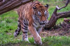 0300-siberian tiger