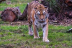 0303-siberian tiger