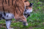 0305-siberian tiger