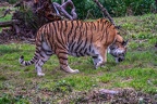 0306-siberian tiger