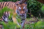 0308-siberian tiger