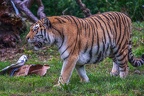 0312-siberian tiger