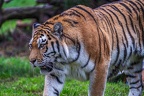 0313-siberian tiger