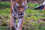0314-siberian tiger