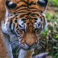 0316-siberian tiger