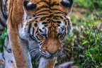 0316-siberian tiger