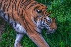 0323-siberian tiger