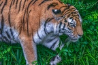 0326-siberian tiger