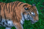 0332-siberian tiger