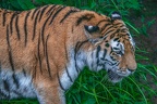 0333-siberian tiger