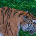 0343-siberian tiger