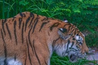 0343-siberian tiger