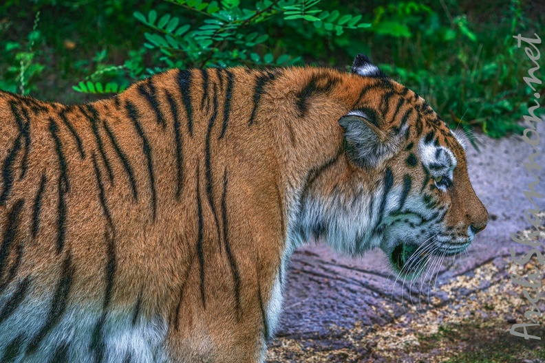 0344-siberian tiger
