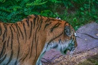 0347-siberian tiger