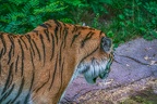 0348-siberian tiger